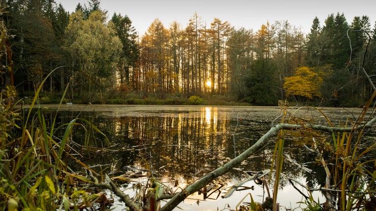 Low autumn sun shining through trees across the lake at Wallington in Northumberland